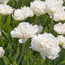 Tulip Mount Tacoma White Flower Farm Flower Farm Long Lasting Flower