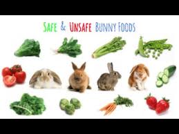 The best gifs of bunny food on the gifer website. Safe Unsafe Rabbit Foods Youtube