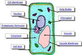 Plant Cell Cell Diagram Plant Cell Diagram Plant Cell