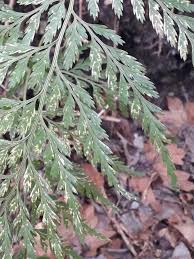 Image result for Asplenium adiantum-nigrum