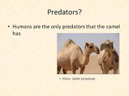 22 funny camel names based on their characteristics. The Camel Sarah Kutchko Flickr Kristof Acke Scientific Name Common Name Camel Scientific Name Camelus Dromedarius One Humped Camel Of The Hot Deserts Ppt Download