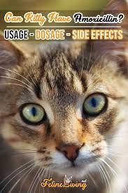 Amoxicillin Is An Important Antibiotic That Can Save Your Cat But You Should Know How It Work Dosages And Side Effec Pet Medications Amoxicillin For Cats Cats