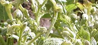 Curling leaves can be a sign of various different problems and it's important you find the root cause of it as soon as possible in order to rectify it and restore your plant to good health. The Problem With Manure