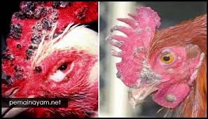Pin Di Sabung Ayam