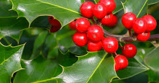 Blue princess holly foundation and hedge shrub is ideal as an accent or screen. How To Grow And Care For Holly Lovethegarden