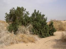 Image result for Suaeda monoica