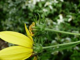 Image result for Sphaeranthus flexuosus