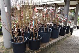 Check spelling or type a new query. Growing Bare Root Trees Manawee Garden Centre