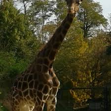 From this region are savannah species like cheetahs, giraffes, antelopes, meerkats and black crowned cranes. Zoo Saarbrucken Eschberg 12 Tips From 233 Visitors