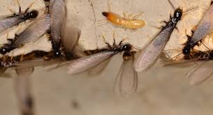 Aprenda a identificar uma infestação de cupins - Grupo Volpi | Soluções em  controle de pragas