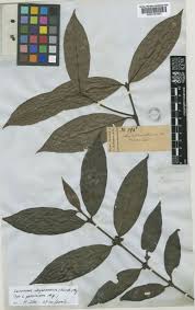 Image result for Lasianthus