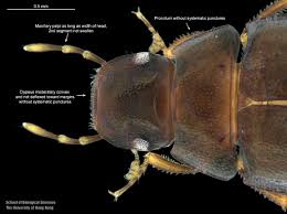 Image result for Macrotyloma densiflorum