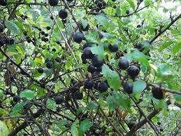 Schlehen Der Fast Vergessene Genuss Schlehen Holunderbluten Rezepte Fruchtsirup