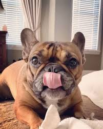 Beautiful, strong and healthy puppies from winner parents for sale with microchip, fci pedigree and pet a small family french bulldog kennel located in the czech republic, europe. Bulldog Dogsofinstagram Dog Frenchie Dogs Bulldogsofinstagram Frenchbulldog Puppy Englishbulldog Bully French Bulldog Puppies Cute Animals Bulldog