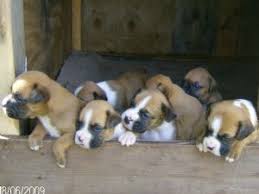 Looking for a boxer puppy or dog in easton, maryland? Boxer Puppies For Sale