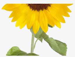 Free Free 150 Clipart Sunflower Png SVG PNG EPS DXF File