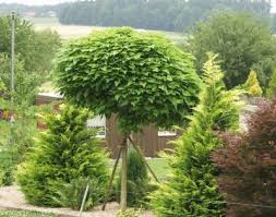 Catalpa Boule Catalpa Bignonioides Nana Arbres Tiges Et D Avenues Pepinieres Meylan Shop Catalpa Bignonioides Nana