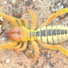 Fifteen species are known to be present in the state. Pdf Ecological Considerations On Paragaleodes Occidentalis Simon 1885 In Algeria Arachnida Solifugae