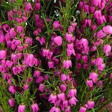 Boronia In 2020 Heather Flower Bright Flowers Bright Pink