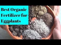 Check spelling or type a new query. Best Organic Fertilizer For Eggplants 100 Guaranteed Results Youtube