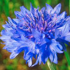 Cornflower Seeds Dwarf Blue Flower Seeds In Packets Bulk Eden Brothers Flower Seeds Bachelor Button Flowers Bachelor Buttons