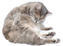 Induk kucing akan terus menyusui selama mereka punya anak kucing untuk diberi makan. 11 Ciri Ciri Kucing Hamil Dari Sumber Terpercaya Lengkap