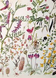 Vintage Botanical Prints Flowers Botanical Drawings Botanical Art Botanical Prints