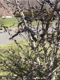 Black Knot Of Plum Cherry Prune Now Extension News