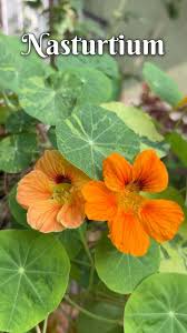 Image result for Tropaeolaceae