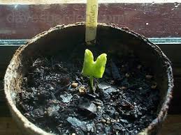 Image result for Ipomoea adenioides