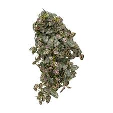 Image result for Hypoestes