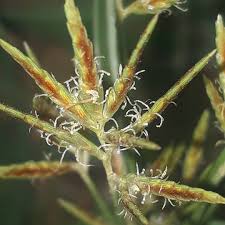 Image result for Cyperus deciduus