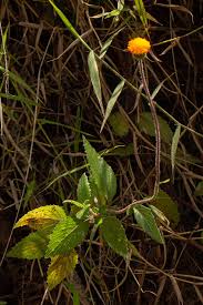 Image result for Crassocephalum vitellinum