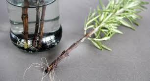Next find a glass and fill it with water. Cuttings Grow Guide