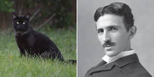 The Cat Who Inspired The Genius