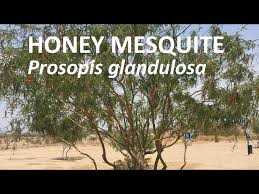 Image result for Prosopis glandulosa