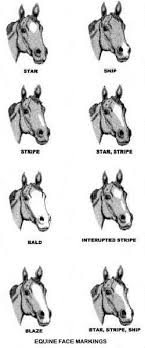 horse breed descriptions