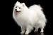 Dog Cheese Gif
