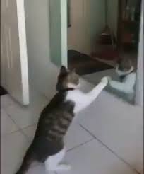 Beweise Dass Katzen Verruckt Sind Und Ich Wurde Es Nicht Anders Haben Anders Beweise Dass Es Komik Hayvan Komik Hayvan Videolari Nadide Hayvanlar
