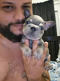 The World Of The French Bulldogs