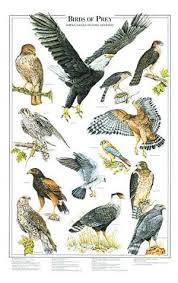 birds of prey poster identification chart i