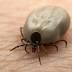 Lyme disease: Experts and sufferers face-off to debate existence of...