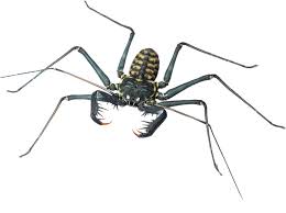 Image result for Amblygonocarpus