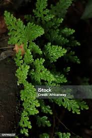 Image result for Selaginella vogelii