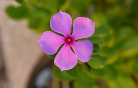 Purple lilacs represent the first emotions of love while magenta lilacs symbolize. My Flower Meaning