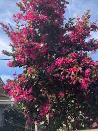 Dark pink flowers on tree. Tree Shrub With Dark Pink Flowers In Los Angeles Ca Whatsthisplant