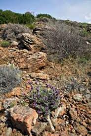 Image result for Swertia welwitschii