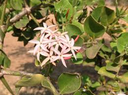 Image result for Uvaria edulis