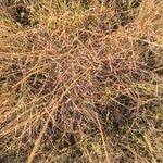 Image result for Sehima