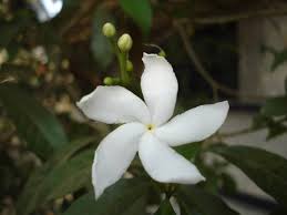 We did not find results for: Mogra And Other White Flowers Of India Indiapalette Com Flowering Plants In India White Flowers Flower Wall